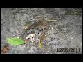 decompose