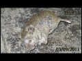 decompose