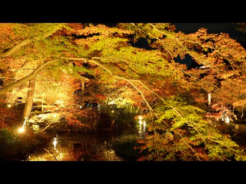 京都 くろ谷 金戒光明寺 紅葉ライトアップ(4K) カエデ・エリシア京都 caede|L’ELISIR KYOTO[Komyoji, light Up, Kyoto Red Leaves]