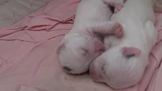 Hillan pennut 18.5.2019 pidempi video