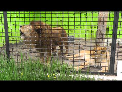 2011年5月22日　釧路市動物園　ライオン２