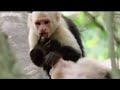 Punjabi Totay Punjabi Totay Funny Animals images Punjabi Totay Punjabi Totay Funny Animals