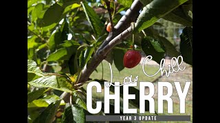 Socal Low Chill Cherry Update - Year Three Minnie Royal, Royal Lee, Royal Crimson