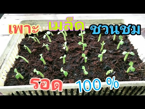 วิธีเพาะเมล็ดต้นชวนชมให้โตไว ขายได้เร็ว (อาชีพเสริมเพิ่มรายได้)How to Grow adenium from seeds ep.2