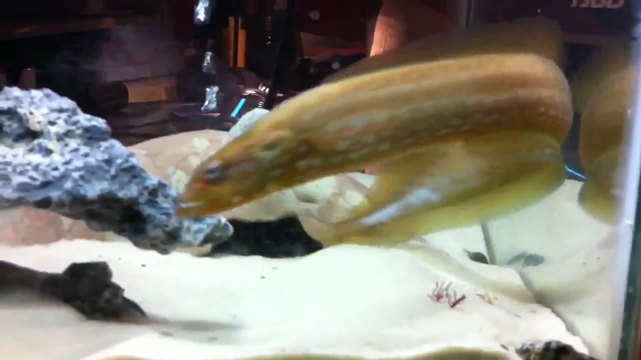 wolf eel edible wolf eel edible
