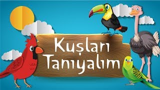 Hayvanları Tanıyalım | Kuşları Öğreniyorum | Kuş Sesleri ve Görüntüleri | Papağa