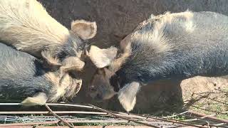 Day 1 Feeding Funny Farm