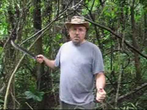 Water Vines