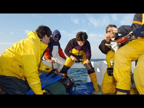 Barbara Block, 2012 Rolex Laureate