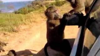 attacco babbuini a Cape Point (SA)