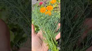 Harvesting Dill Leaves All Season