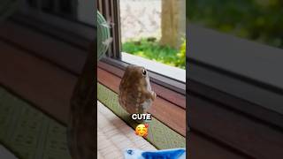What Makes Rain Frogs So Irresistibly Cute