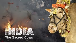 From Pastures To Pavements The Untold Story Of Indias Sacred Cattle