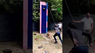 380M Jump Record.. Pitbull