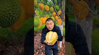 Real Durian Cutting Asmr You Wont Believe This