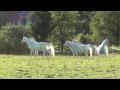 Summer at Orienta Arabians