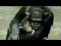 PETA & BBDO Autocorrect Great Apes Out of Ads