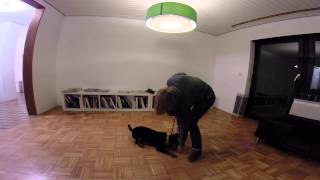 020 Konditionieren Platz Mit Futter Unten Deutscher Jagdterrier