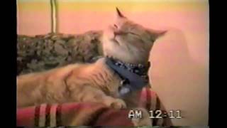 Watch Bob Seger Cat video