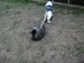 Riley the Rat Terrier and Sprite the cat playing