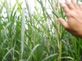 Pasto Maralfalfa una alternativa forrajera en México