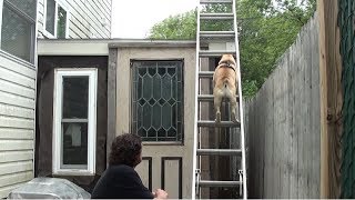 Funny Dogs And Cats Videos Compilation 2019 #5 - Cute Pets Channel