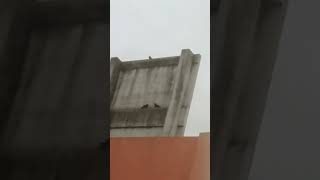 Novios Palomas Uwu