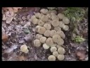 Manna - psilocybin mushroom documentary