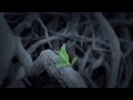 Alector Fencer's 'Myre' - The Beginning of a Journey