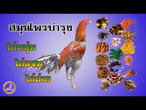 ไก่หนุ่ม ไก่แซม ไก่ถ่าย บำรุงด้วยอะไรให้สมบูรณ์แข็งแรง...!!!