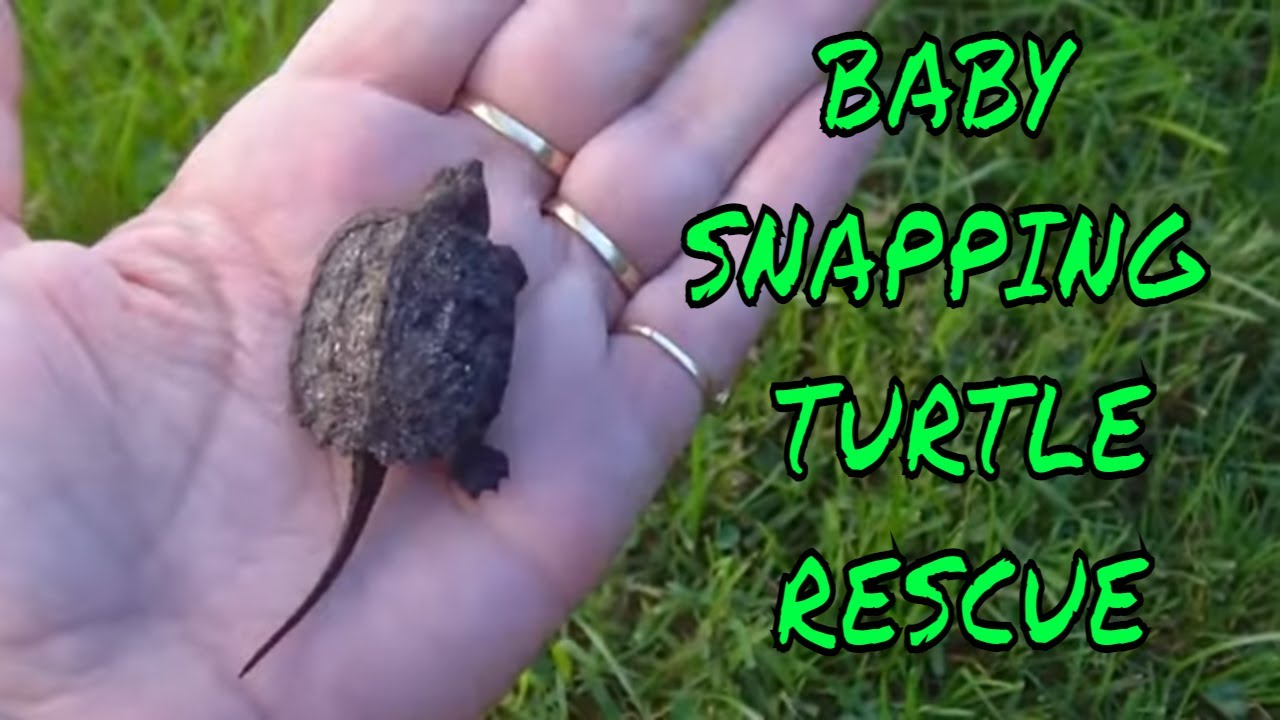 Baby Snapping Turtle in my Backyard - YouTube