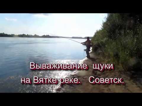 на что ловить стерлядь на реке вятке на что ловить стерлядь на реке вятке