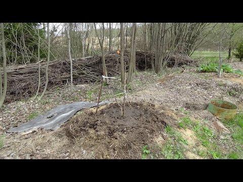 Посадить груши при близких грунтовых водах Посадить груши при близких грунтовых водах