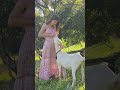 Goat with girl#shorts #viral
