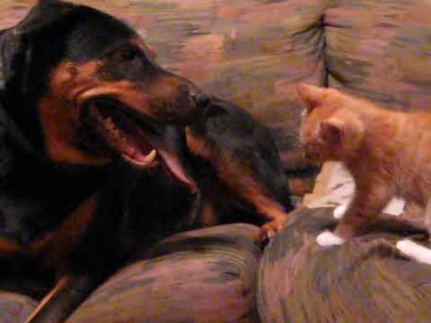 Kitten attacks big dog