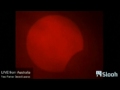Solar eclipse in Australia: Partial annular eclipse streamed live online