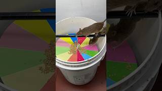 Good Rat Trap At Home From Plastic Bucket/Bucket Best Trap #Rat #Rattrap #Mouse #Mousetrap