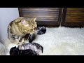 Kittens Time Lapse | 1 hour in 1 minute