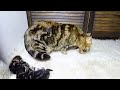 Kittens Time Lapse | 1 hour in 1 minute