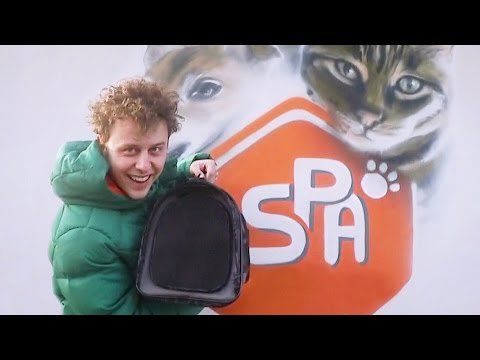 Je Recueille Un Chat La Spa Norman Je Recueille Un Chat La Spa Norman