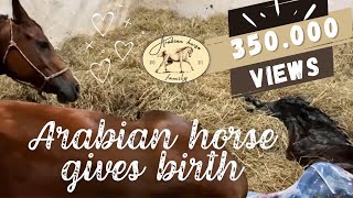 Horse giving birth | The whole process | From Labor until the Foal is standing up