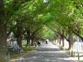 東京明治神宮外苑イチョウ並木の見事な新緑