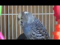Male Budgie Parakeet Chirping And Singing Remy images Male Budgie Parakeet Chirping And Singing Remy