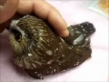 owl