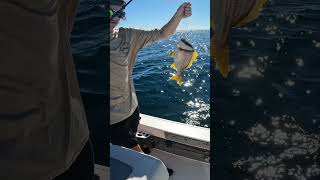Catching A Florida Pork Fish
