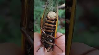 The Fungus That Turns Ants Into Zombies
