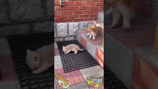 99% Cute, 1% Absolute Menace Kittens Morning Routine Chaos & Cuteness