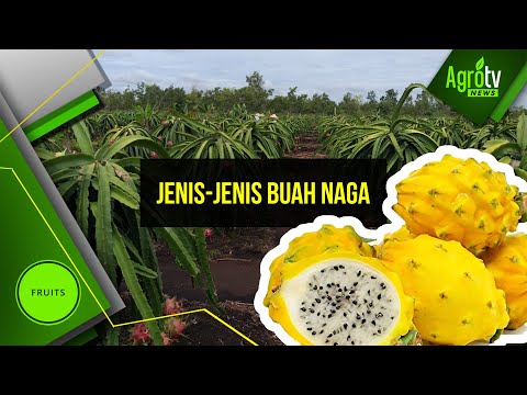 Agro TV - JENIS BUAH NAGA