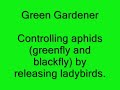 Releasing ladybirds to control aphids (greenfly and blackfly) by Green Gardener.