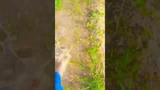 Dasi Short Video,,